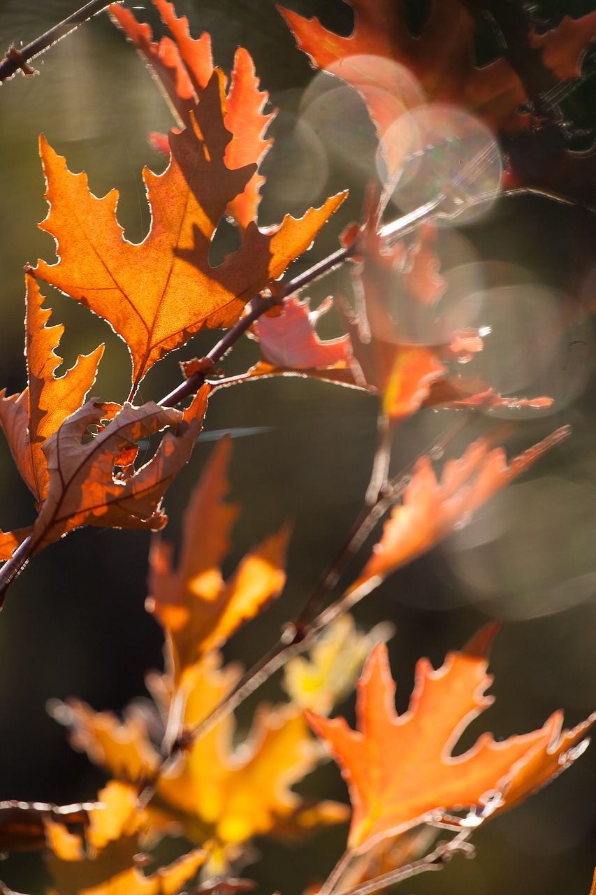 autumn  color  nature free photo