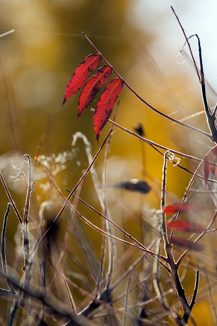 autumn  color  nature free photo