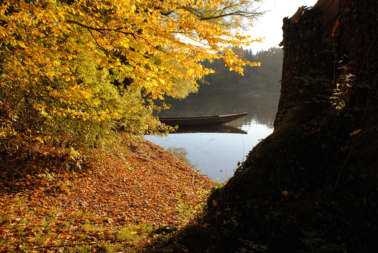 autumn fall foliage golden autumn free photo