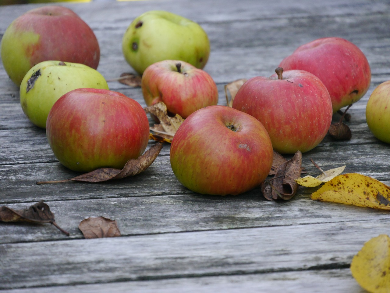 autumn fruit foliage harvest free photo