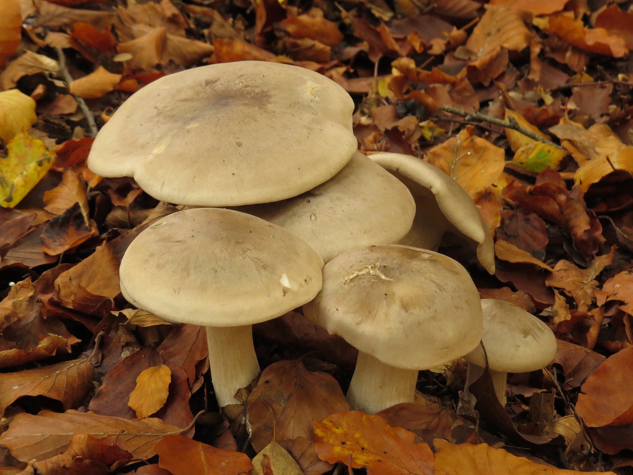 autumn  mushroom  mushrooms free photo
