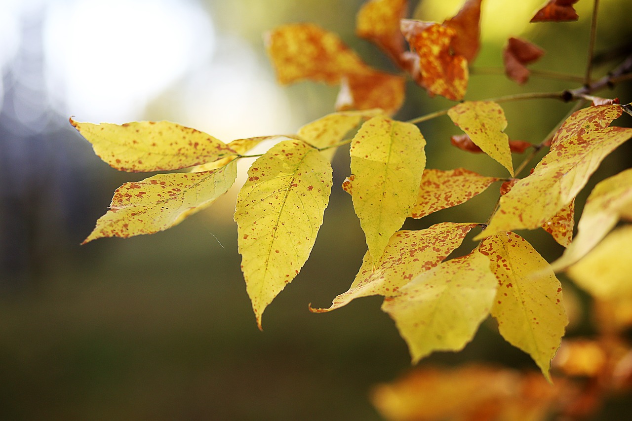 autumn  leaves  yellow free photo