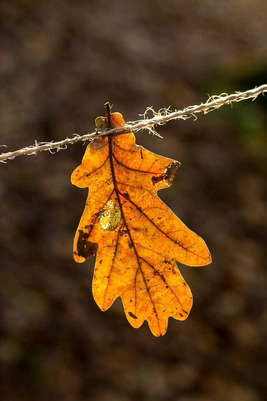 autumn  oak  leaves free photo