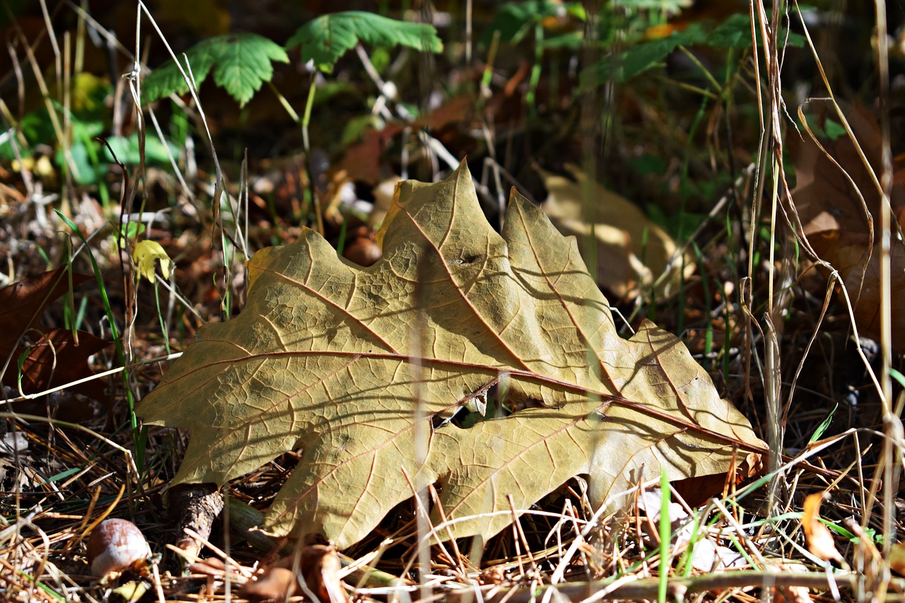 autumn  leaf  nature free photo