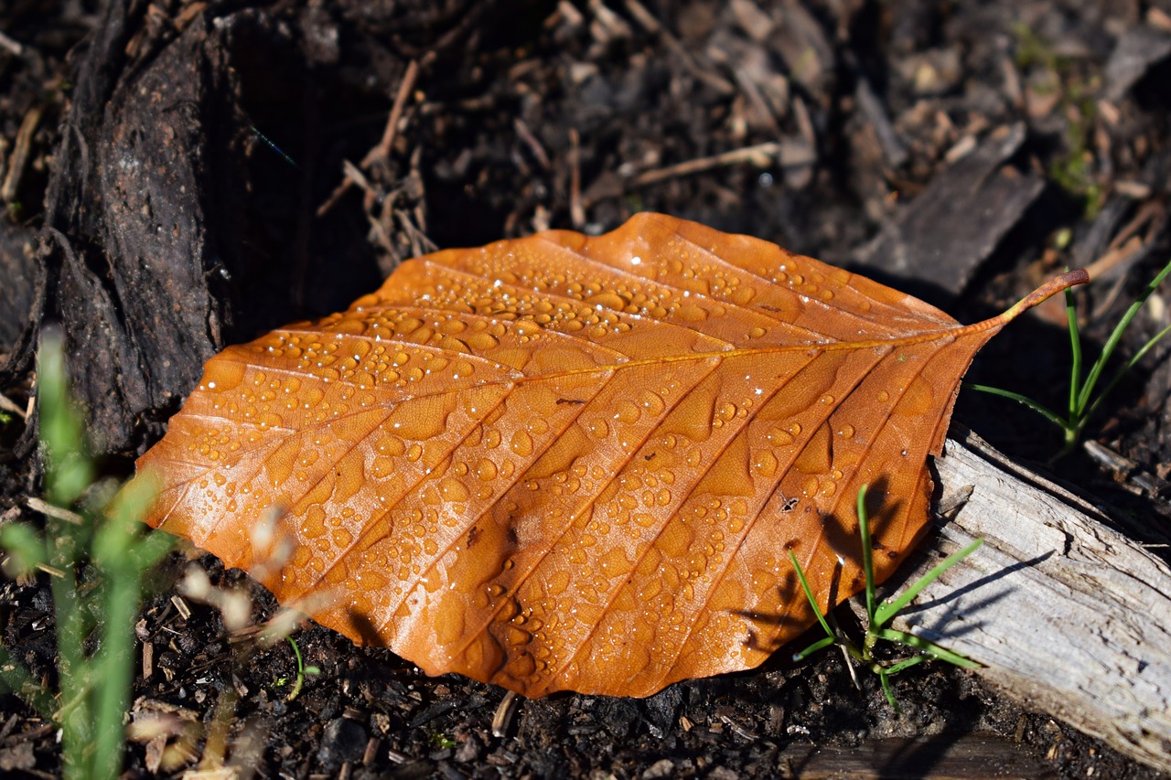 autumn  forest  nature free photo