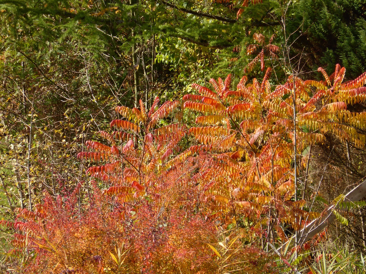 autumn golden autumn fall foliage free photo