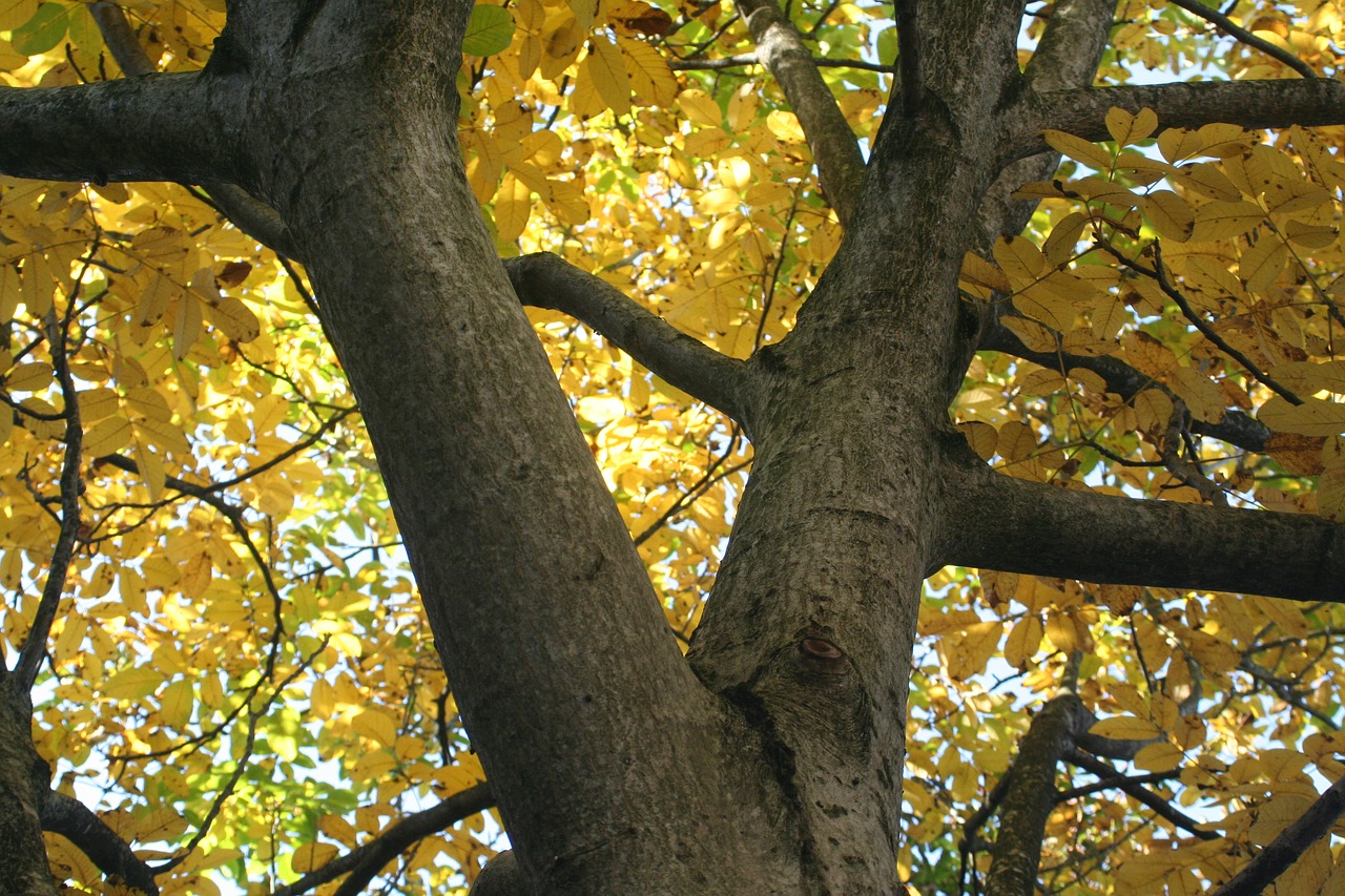 autumn  walnut  yellow free photo