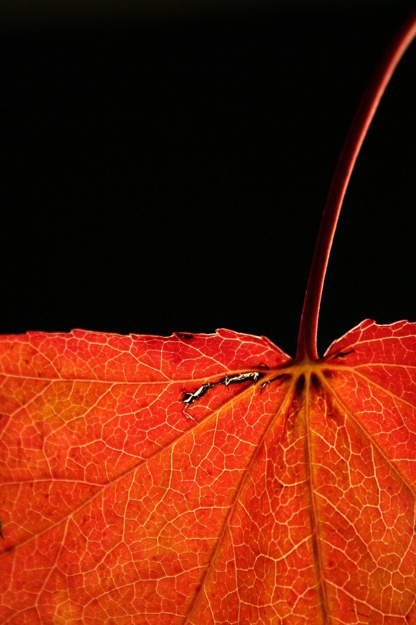 autumn red leaf free photo
