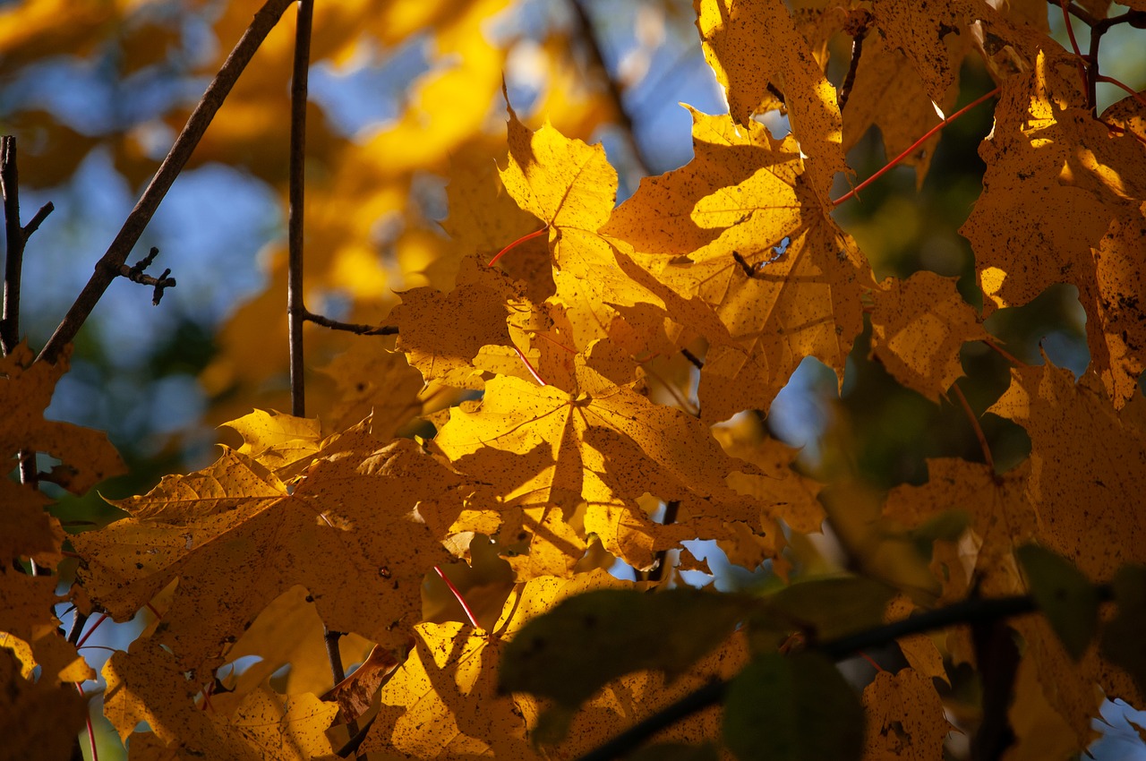 autumn  tree  nature free photo