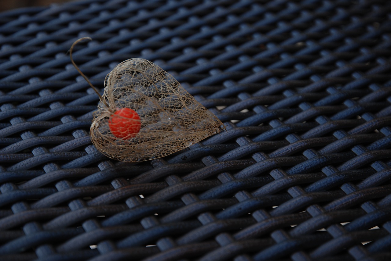 autumn  physalis  plant free photo