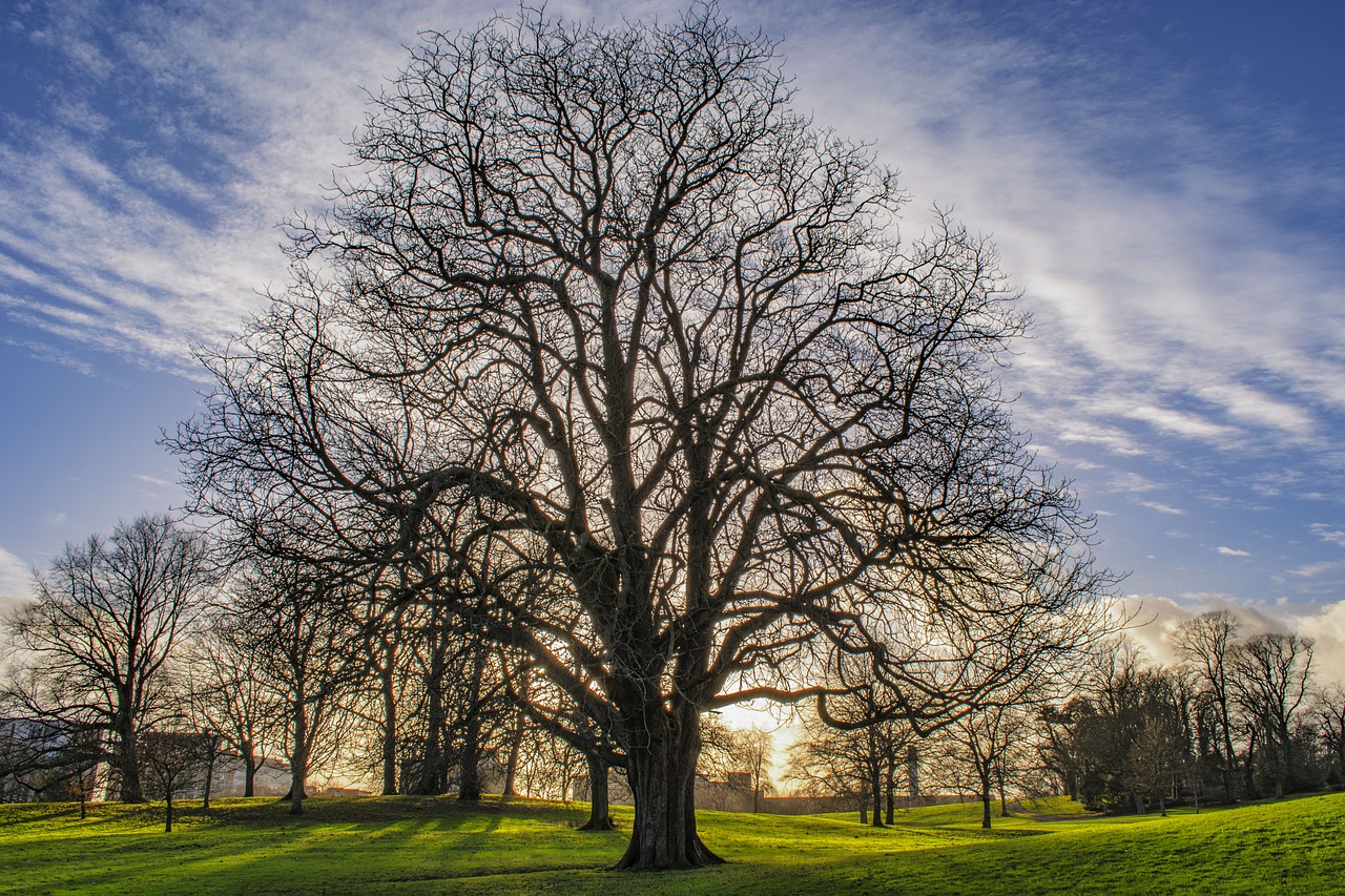 autumn  tree  clouds free photo