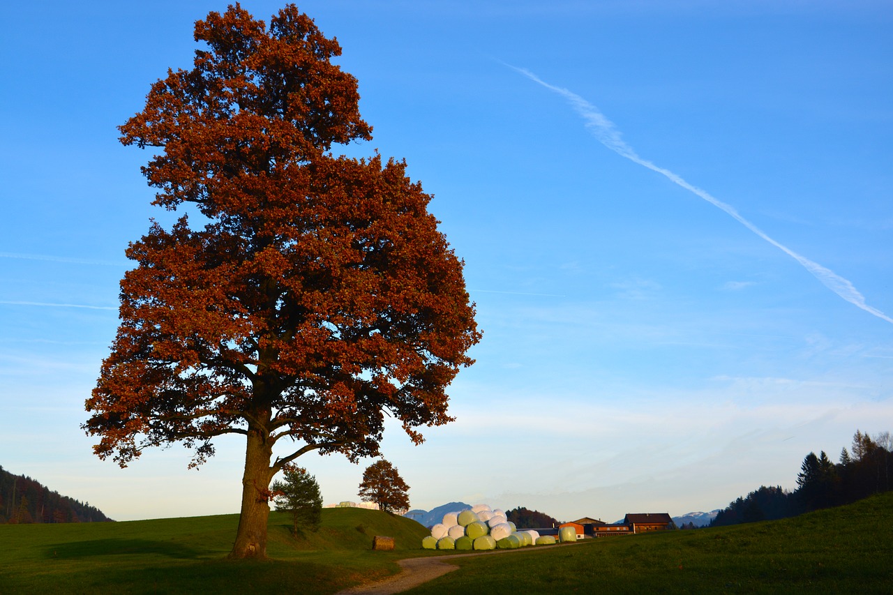 autumn  tree  nature free photo