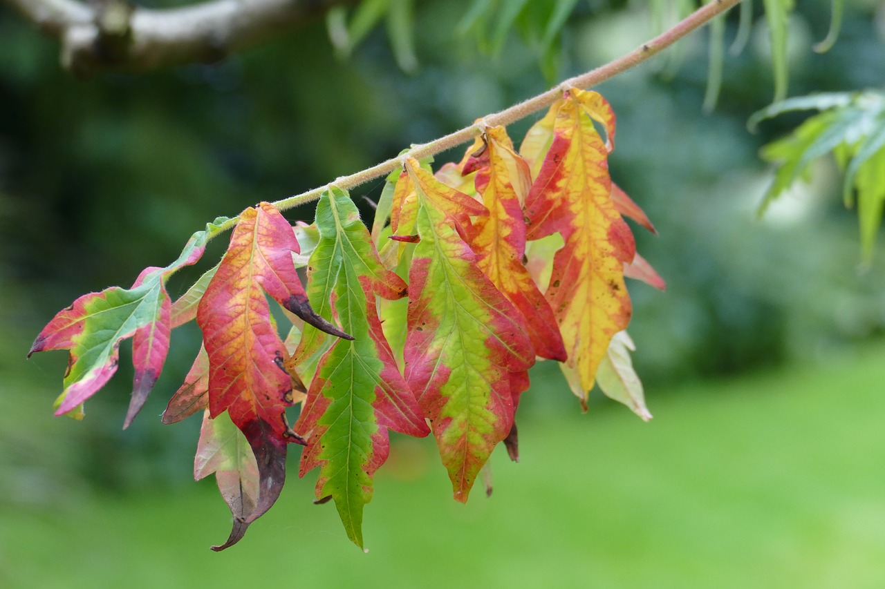 autumn  leaves  nature free photo