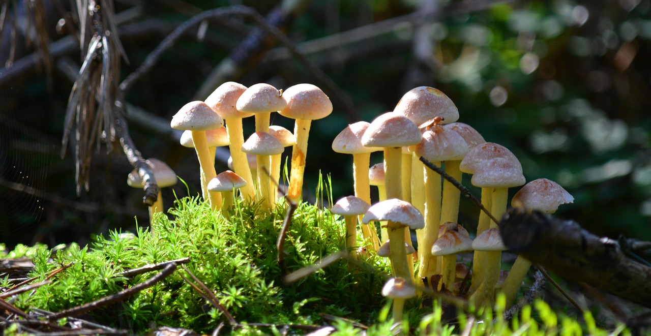 autumn  mushrooms  nature free photo