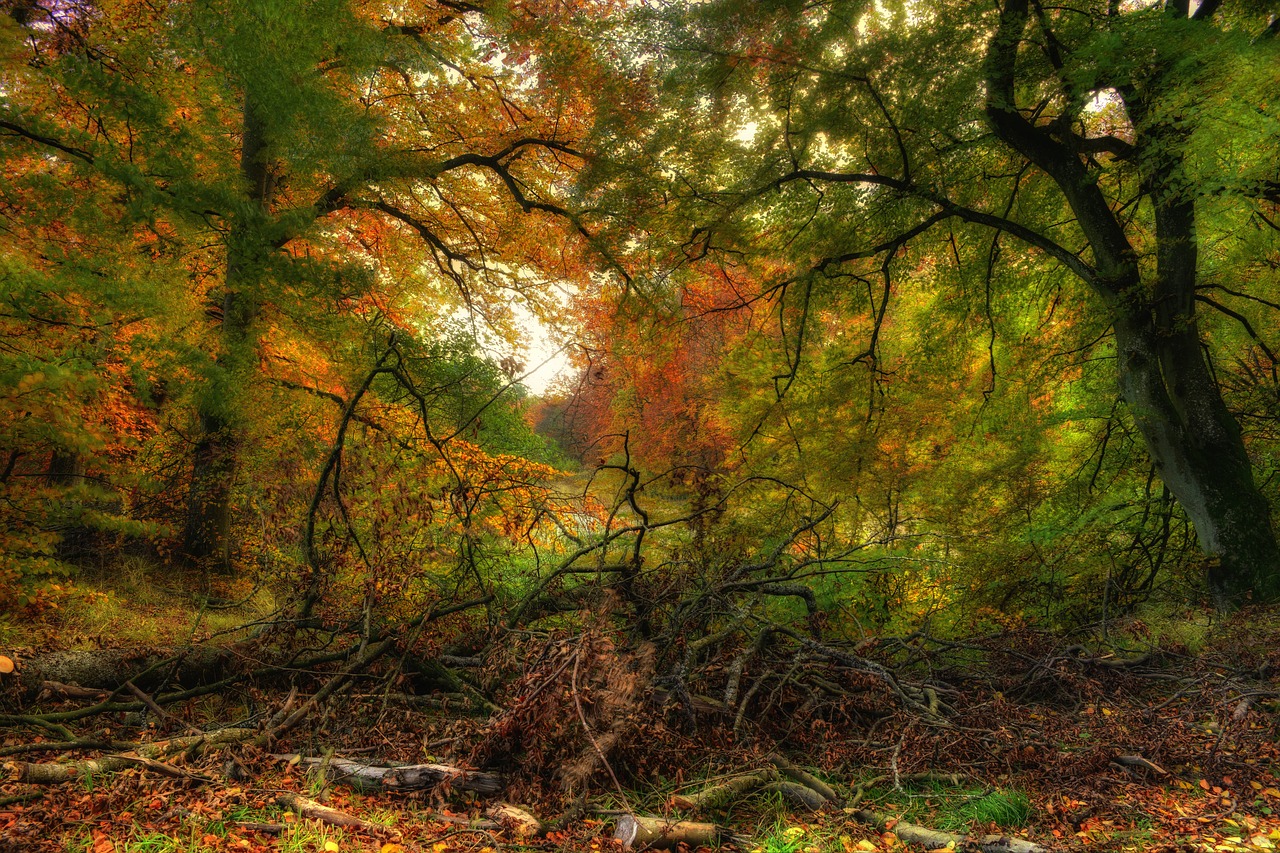 autumn  forest  colors free photo