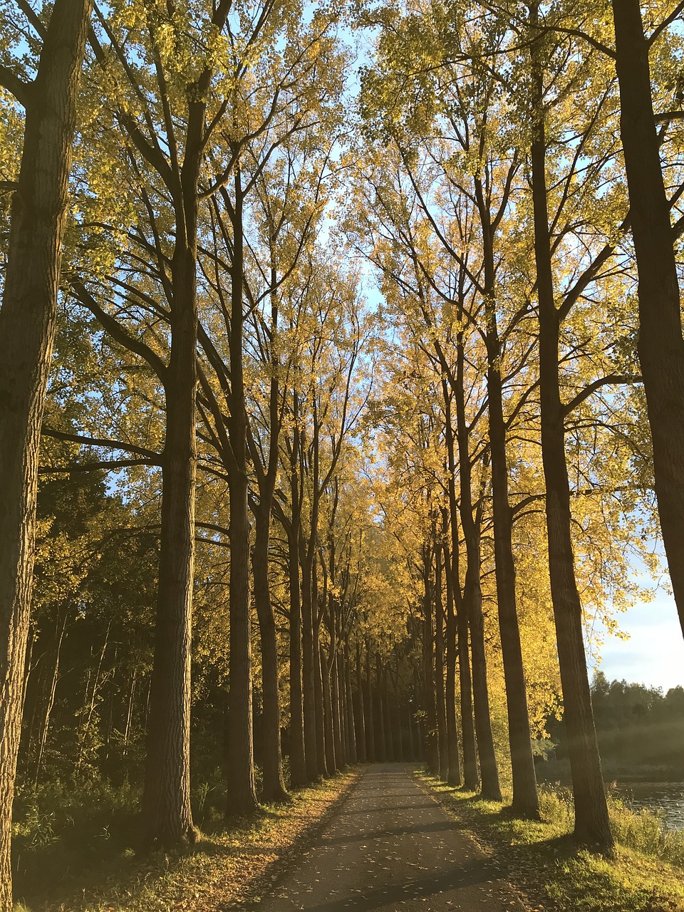 autumn  trees  hiking free photo