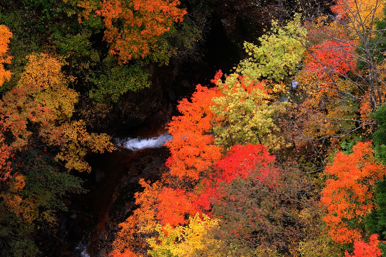 autumn  autumnal leaves  valley free photo