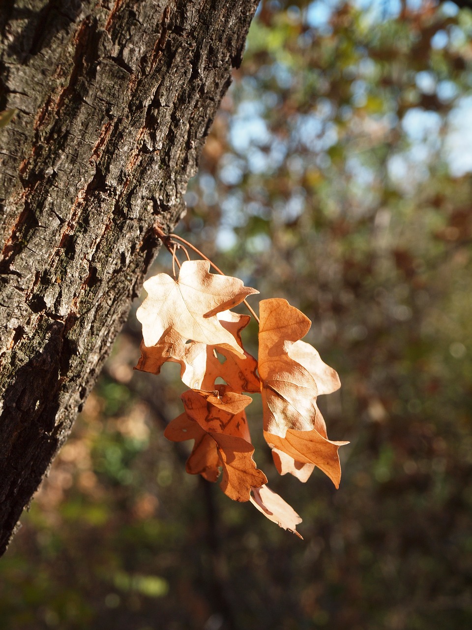 autumn  dry leaf  log free photo