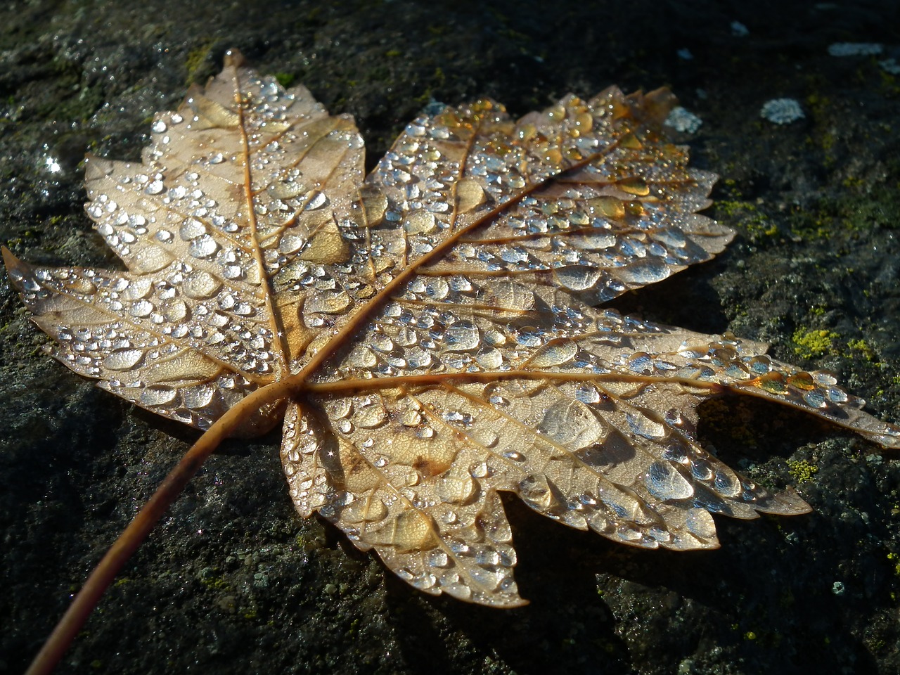 autumn  leaf  dew free photo