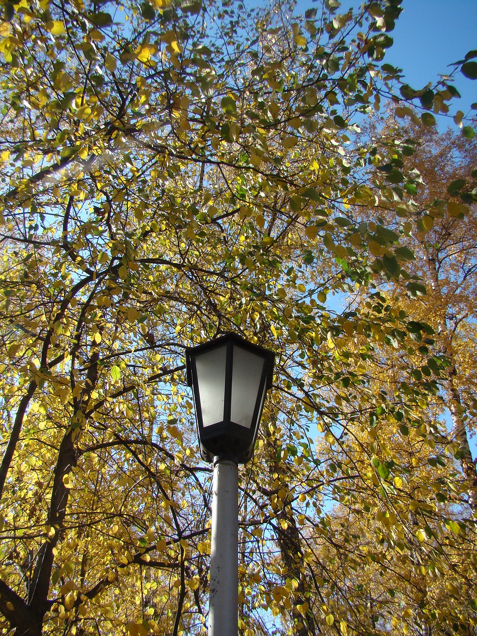 autumn  leaves  park free photo