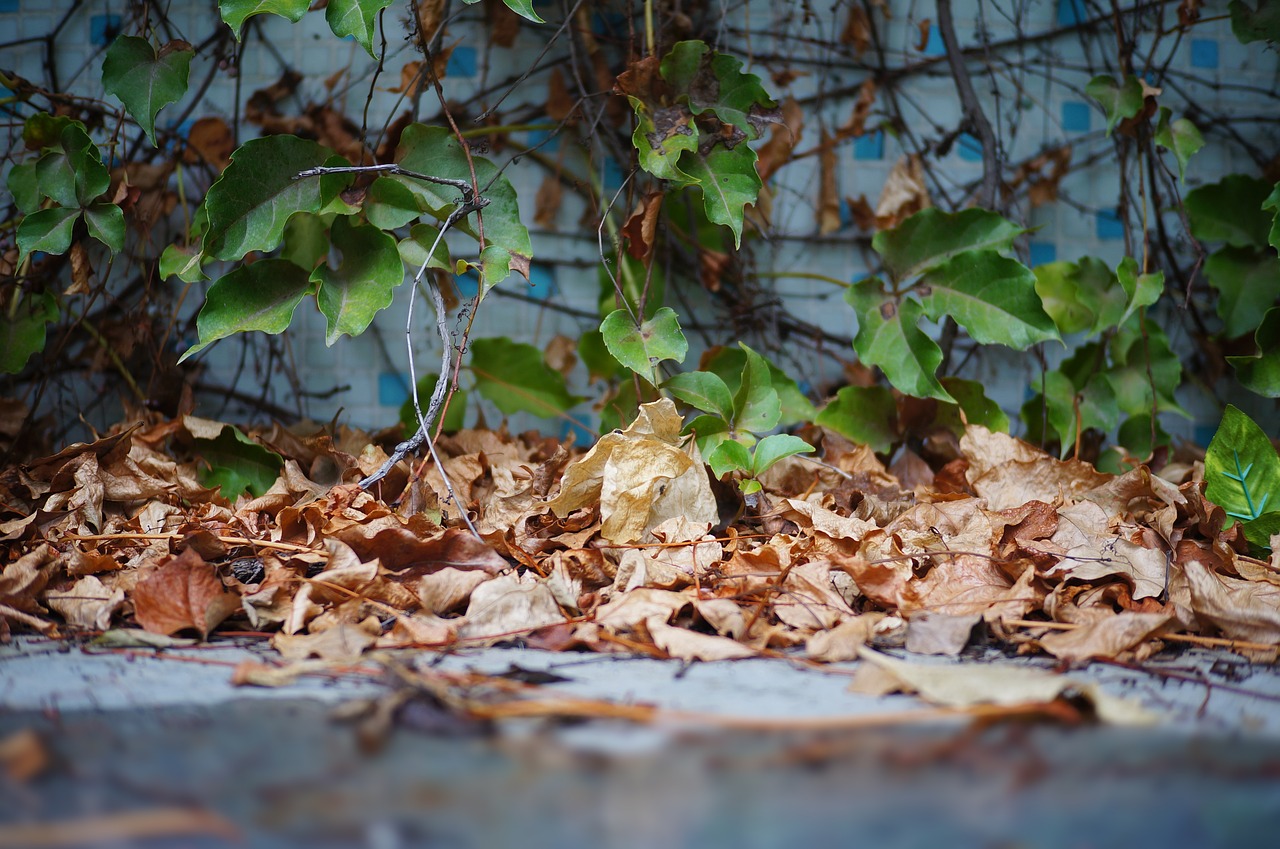 autumn  green leaf  dead leaves free photo