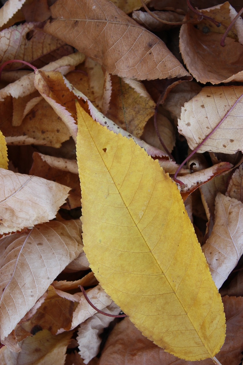 autumn  leaf  forest free photo