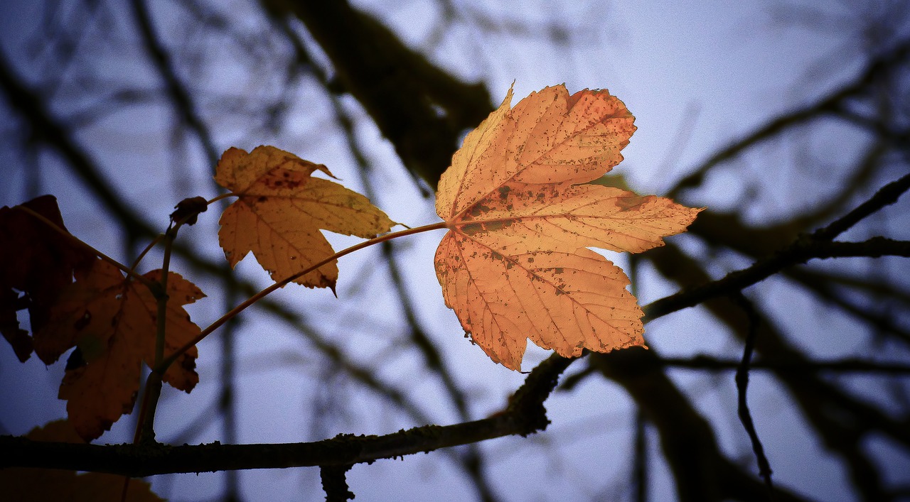 autumn  leaves  nature free photo