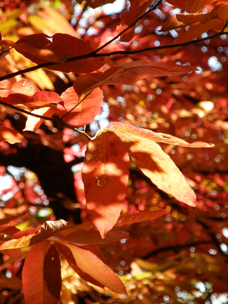 autumn  fall  leaves free photo