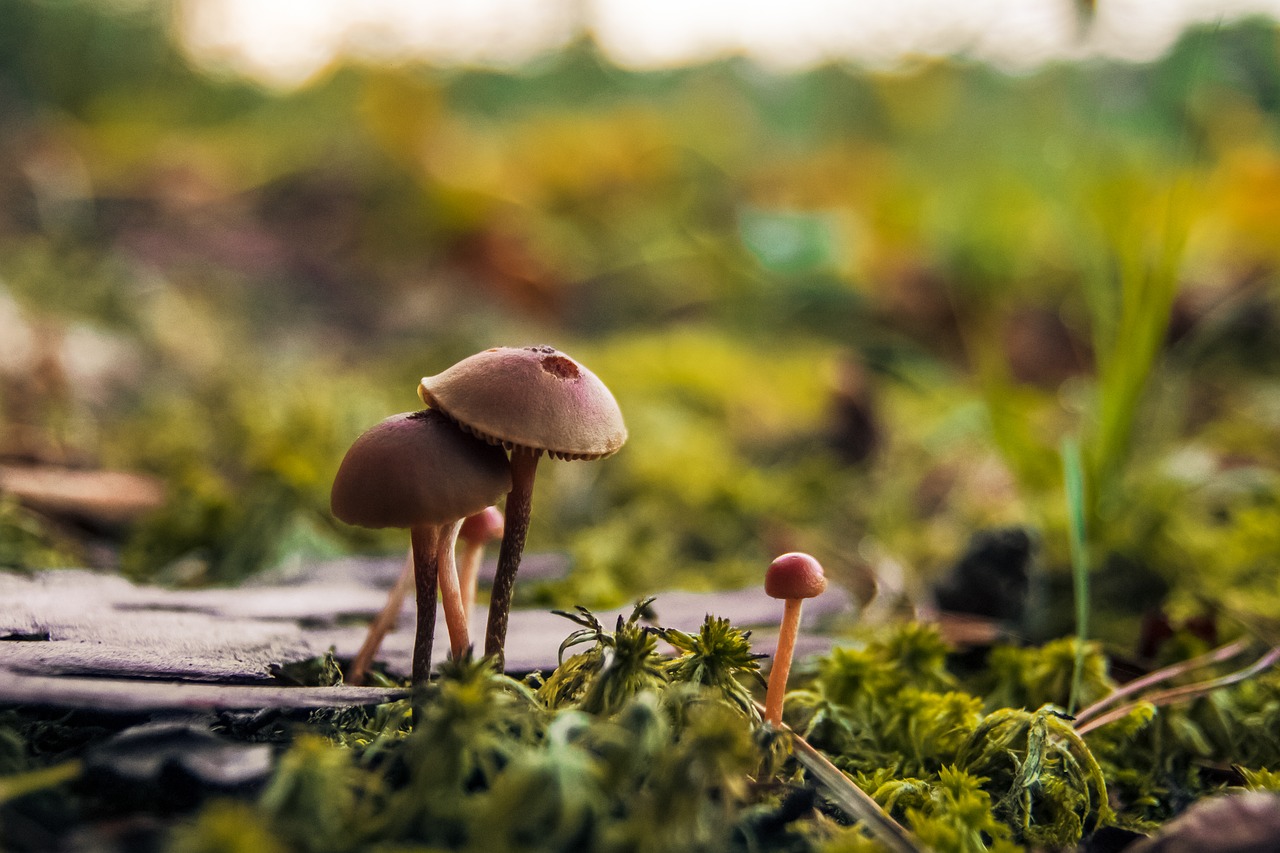autumn  mushrooms  forest free photo