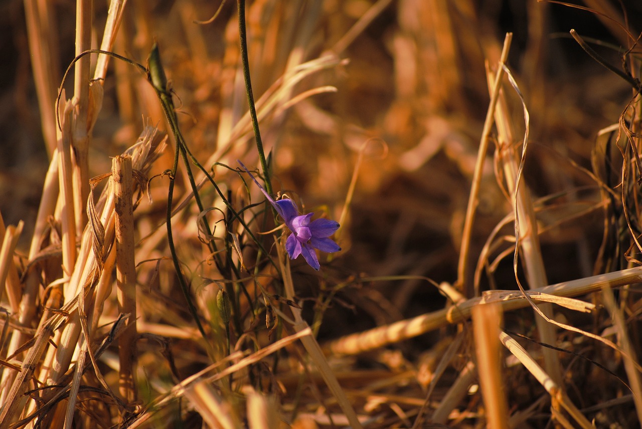 autumn  straw  harvest free photo