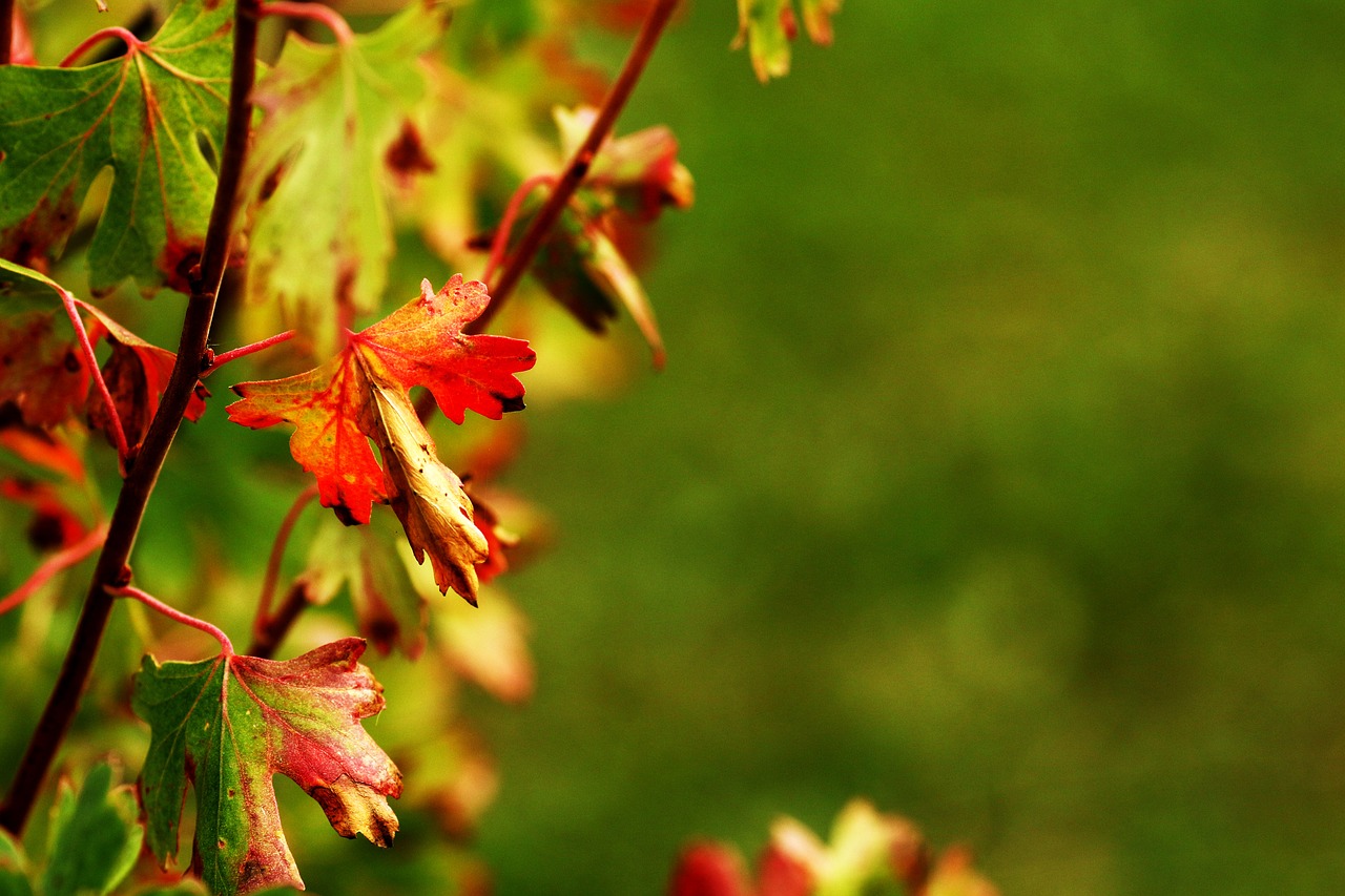 autumn  leaf  nature free photo