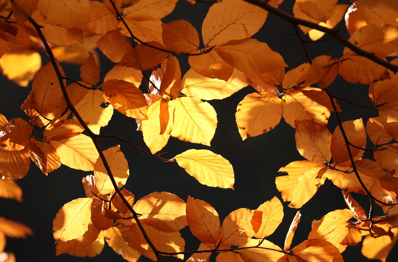 autumn  leaves  golden free photo