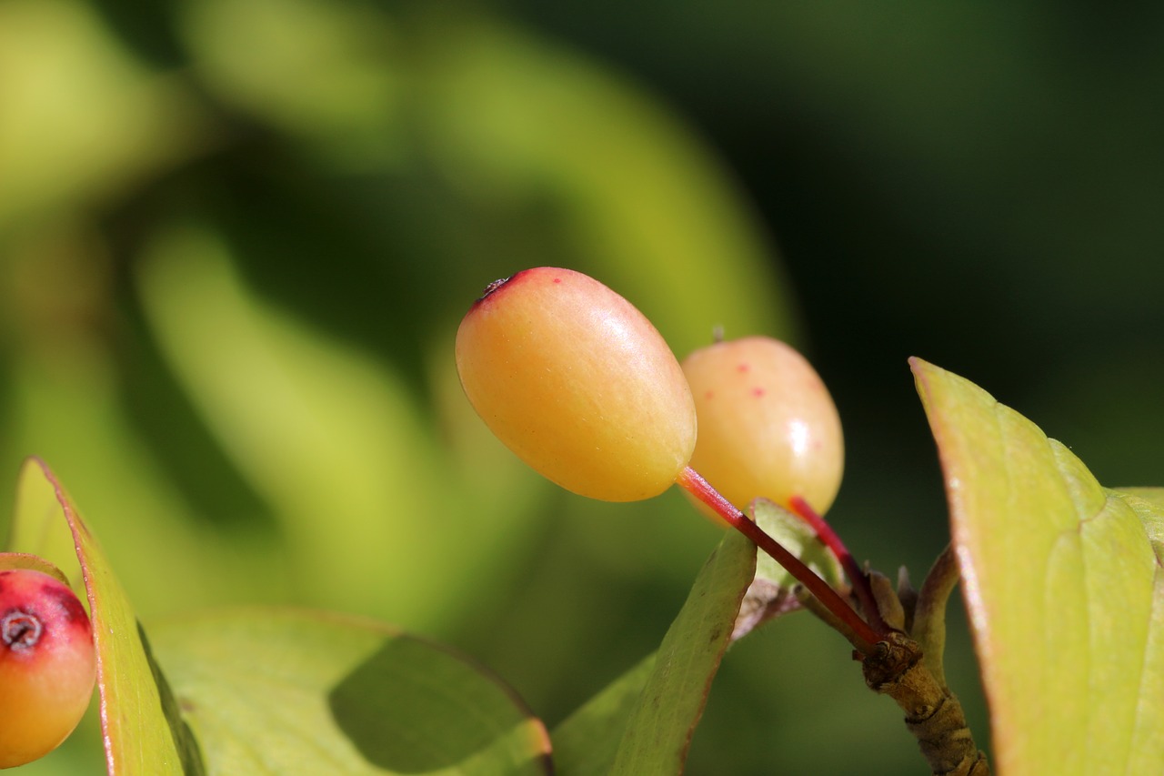 autumn  fruit  nature free photo