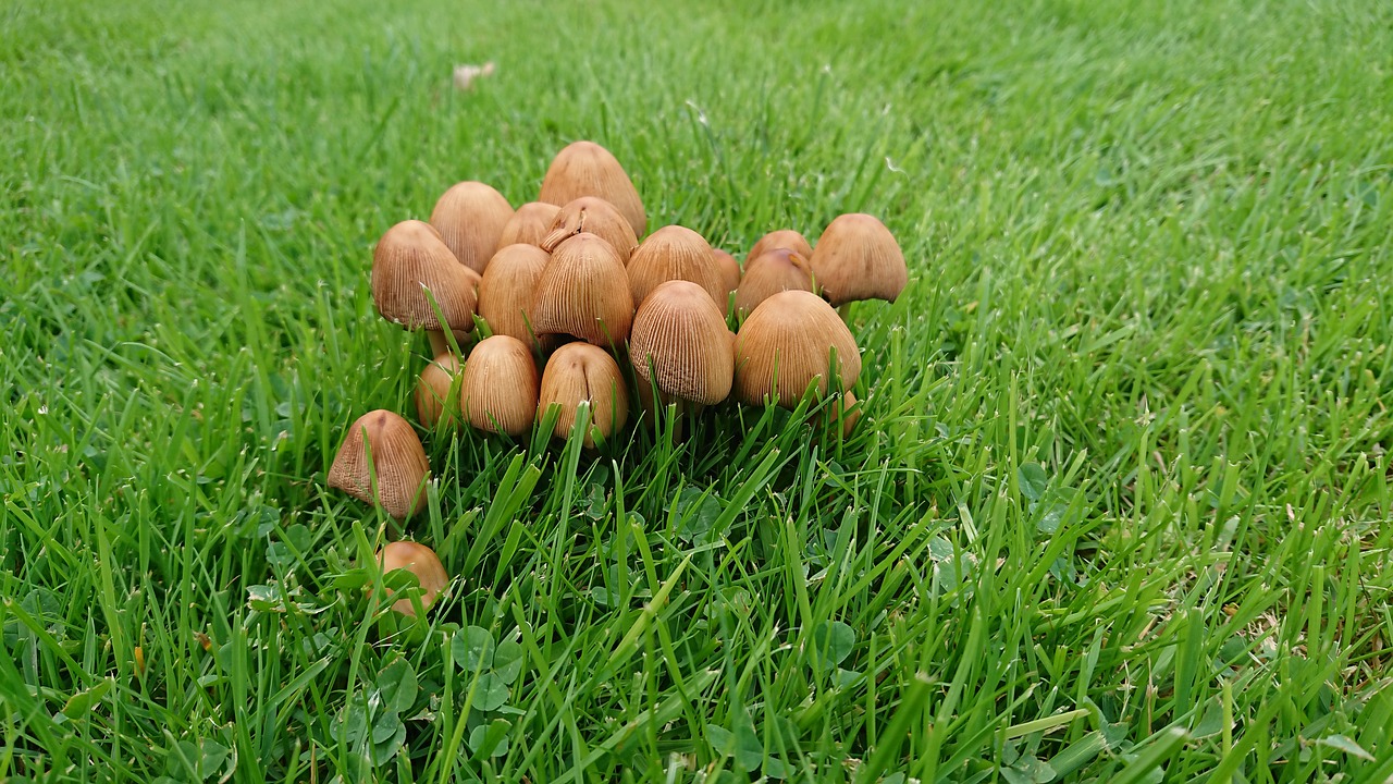autumn  fall  mushroom free photo