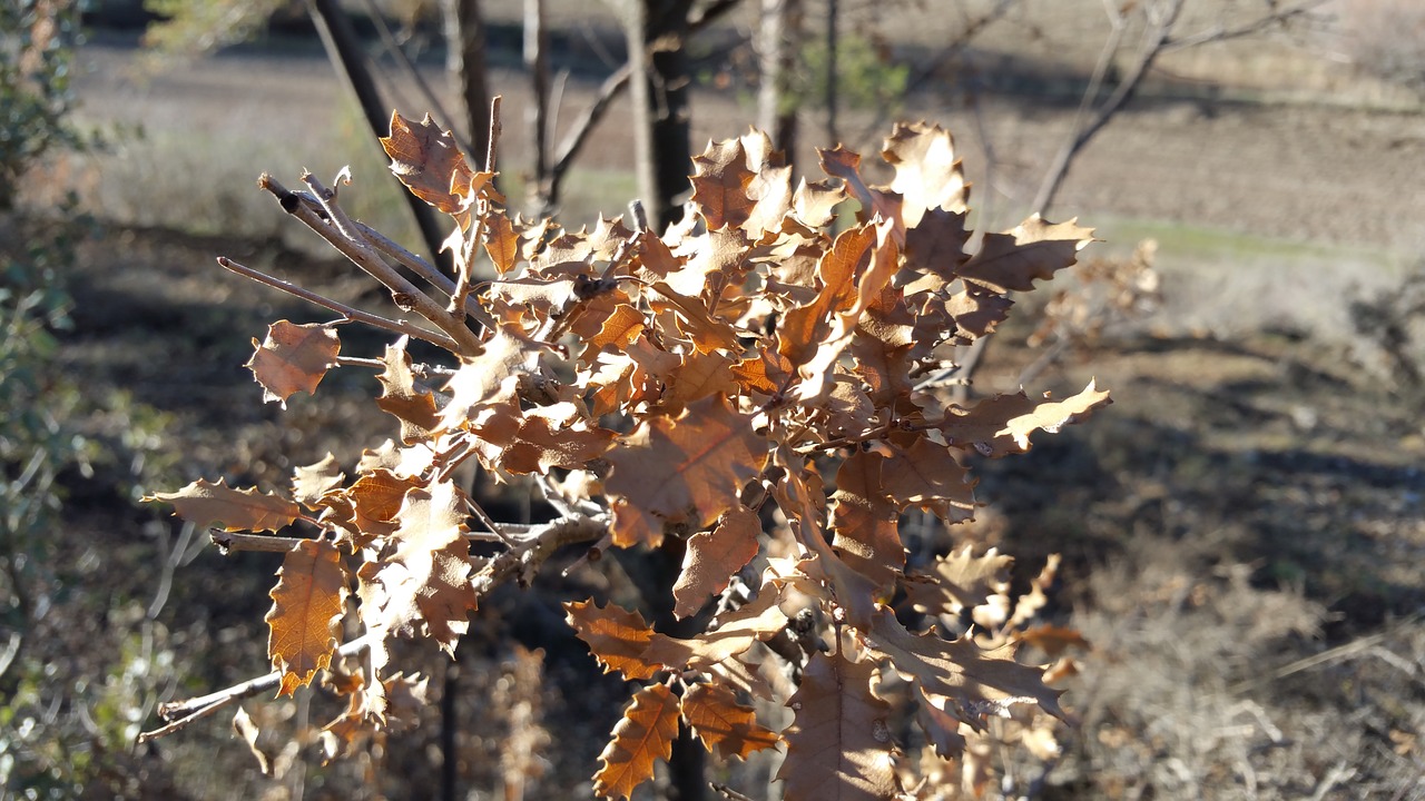 autumn  tree  leaves free photo