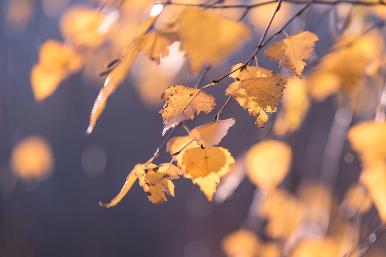 autumn  leaf  birch free photo