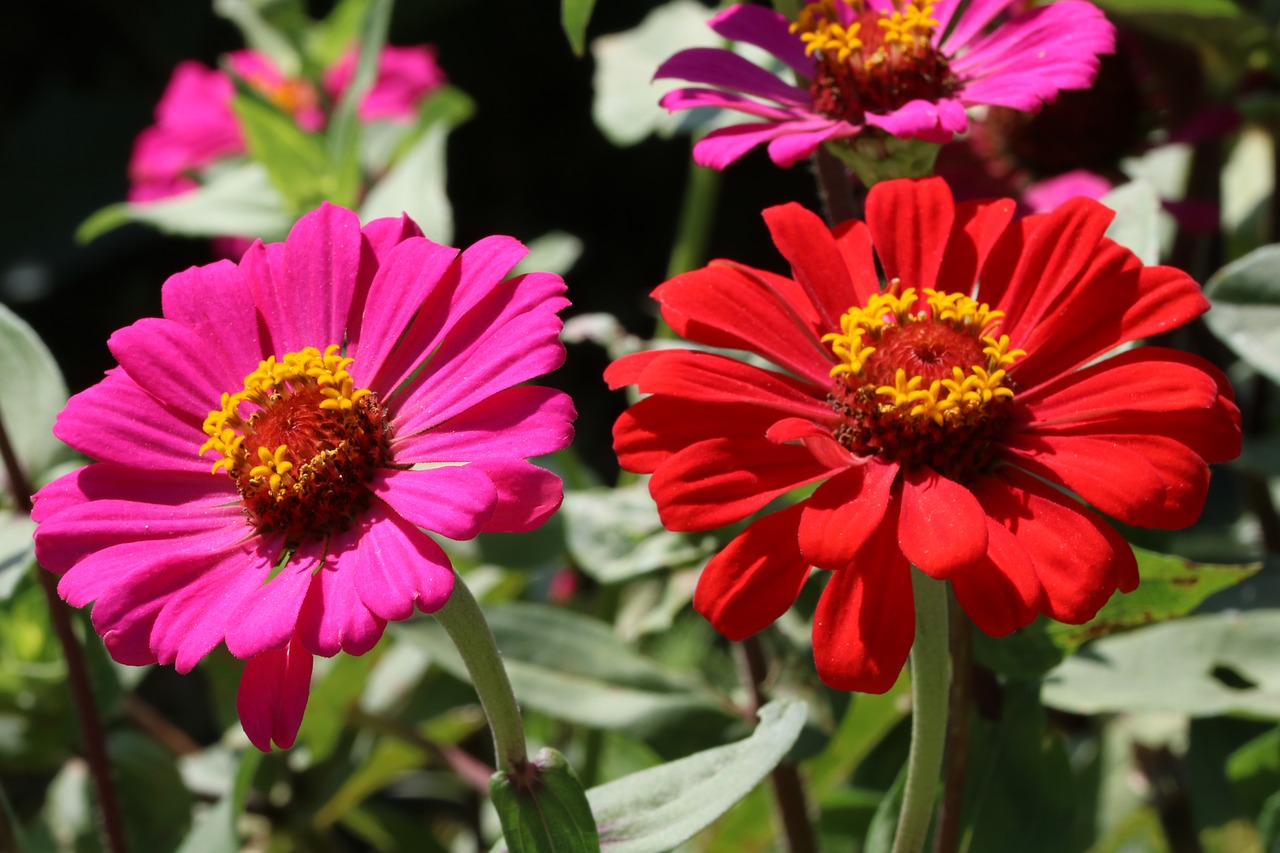 autumn  flowers  garden free photo