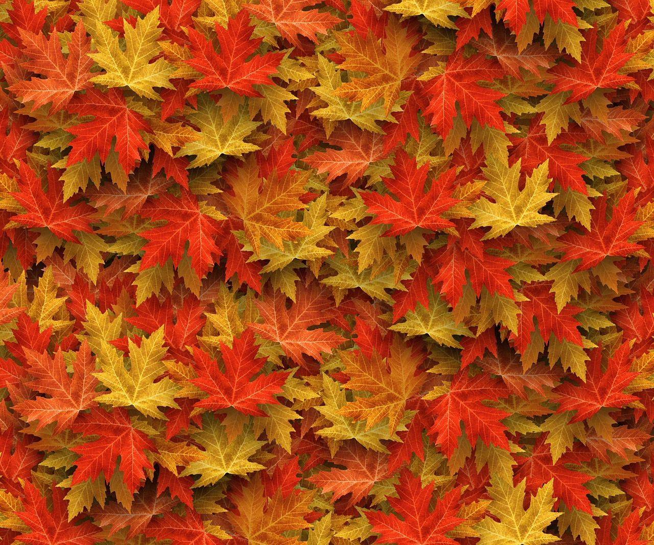 autumn  case  fall leaves free photo