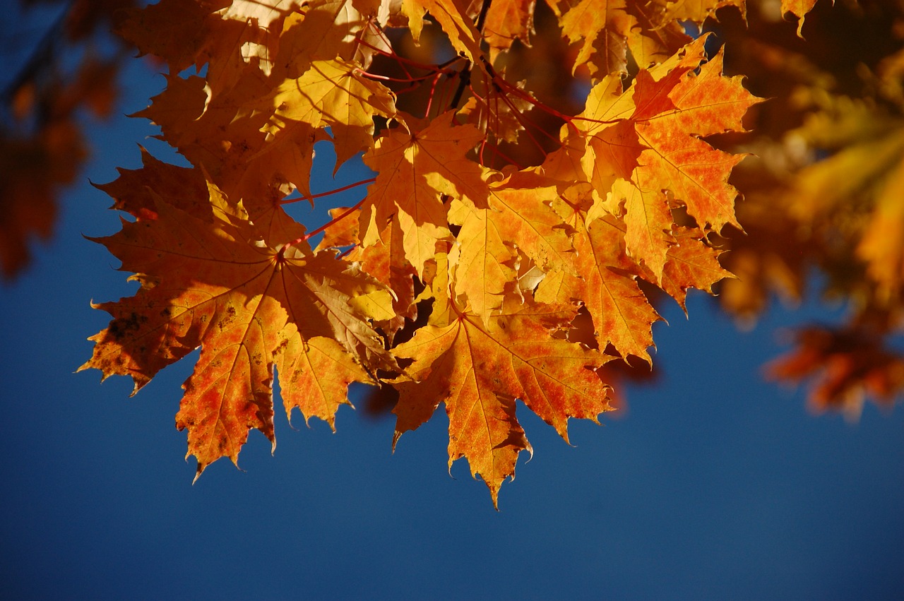 autumn  leaf  maple free photo