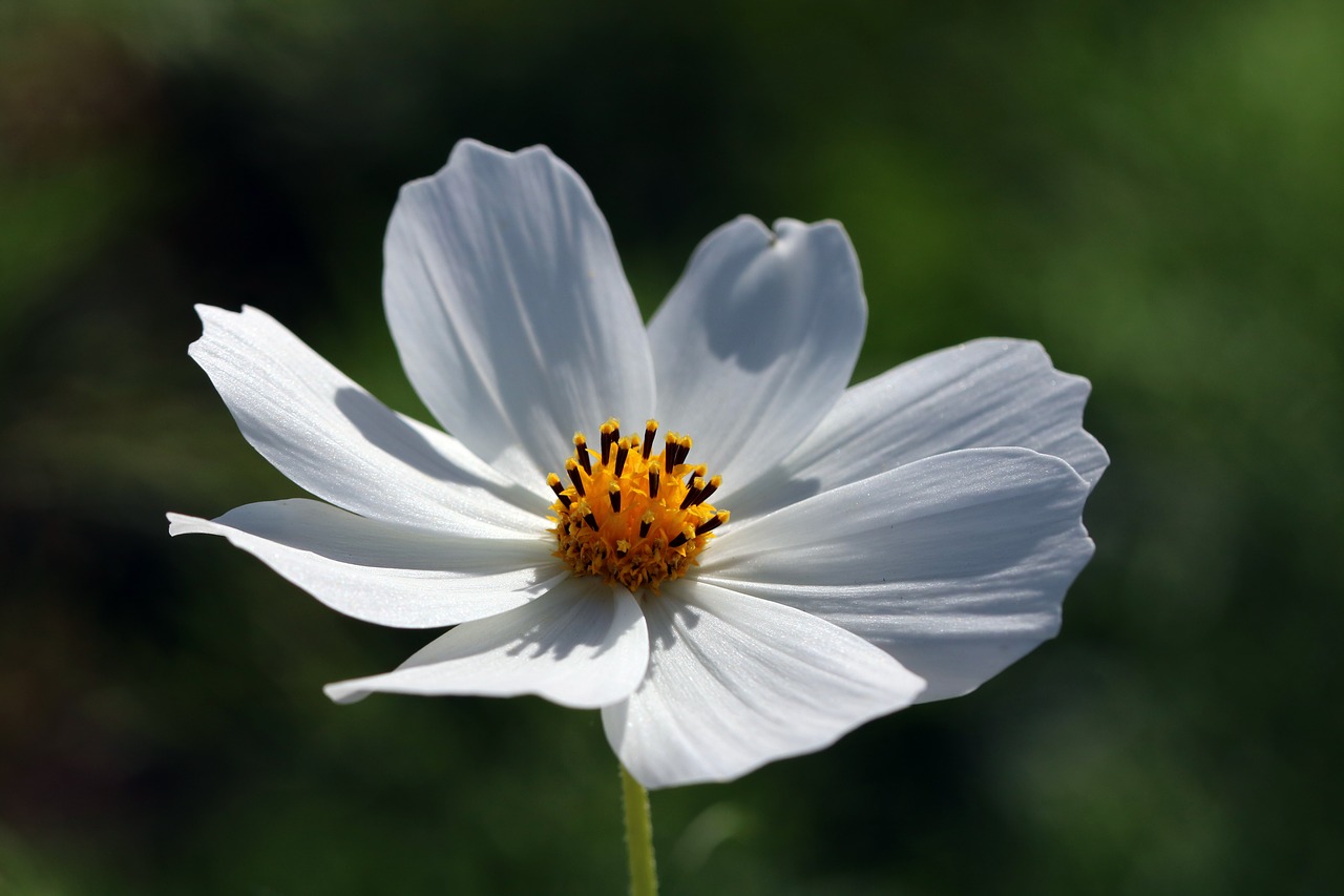 autumn  cosmos  flowers free photo