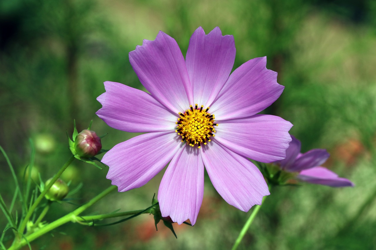 autumn  cosmos  flowers free photo