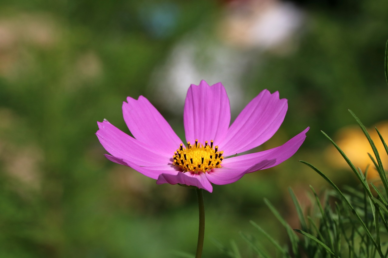 autumn  cosmos  flowers free photo