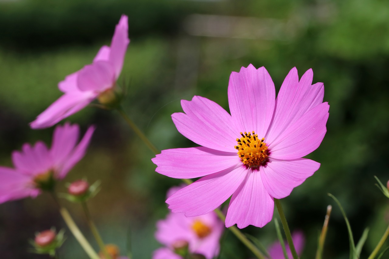 autumn  cosmos  flowers free photo