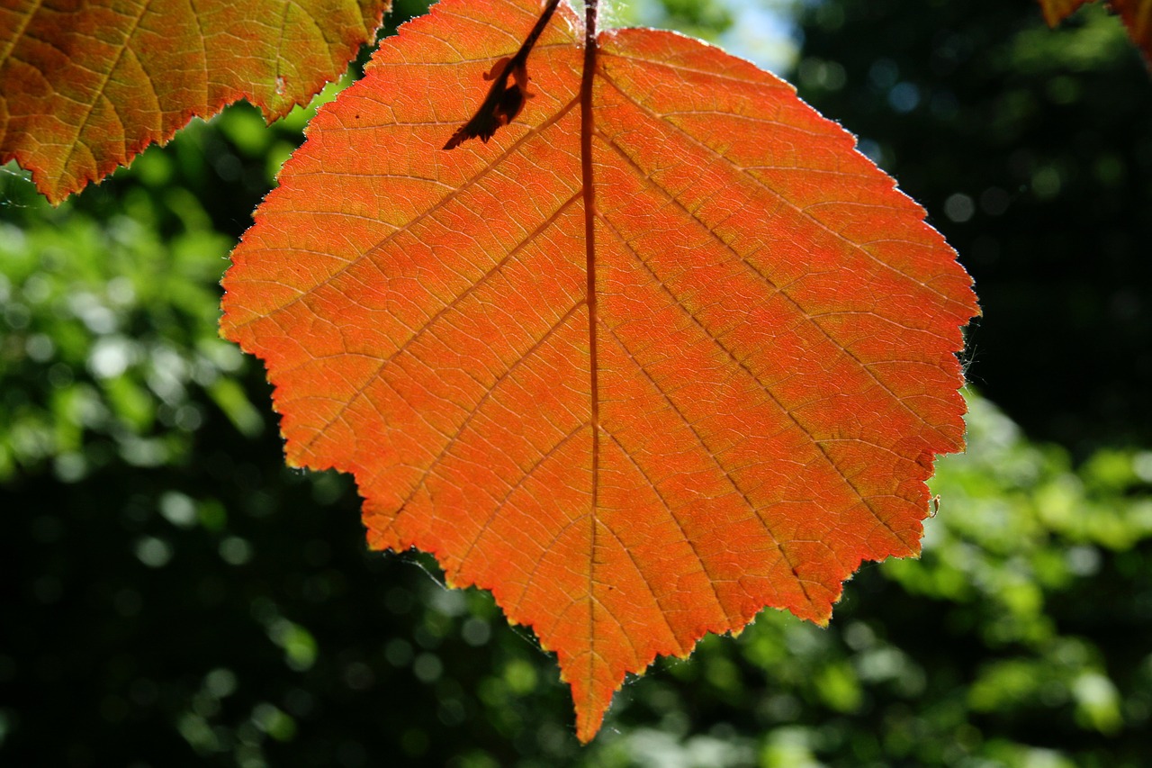 autumn  leaves  leaf free photo