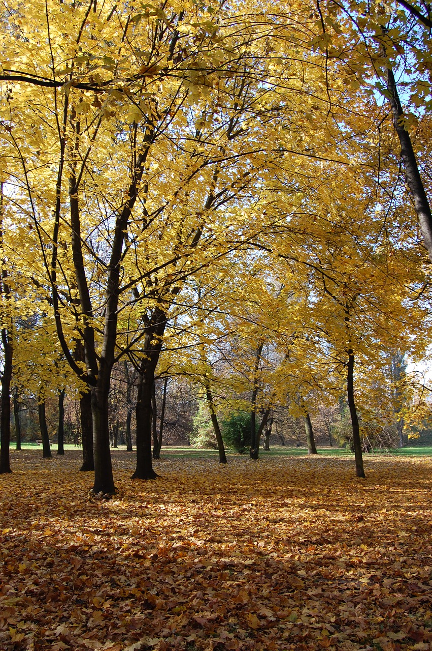 autumn  october  park free photo