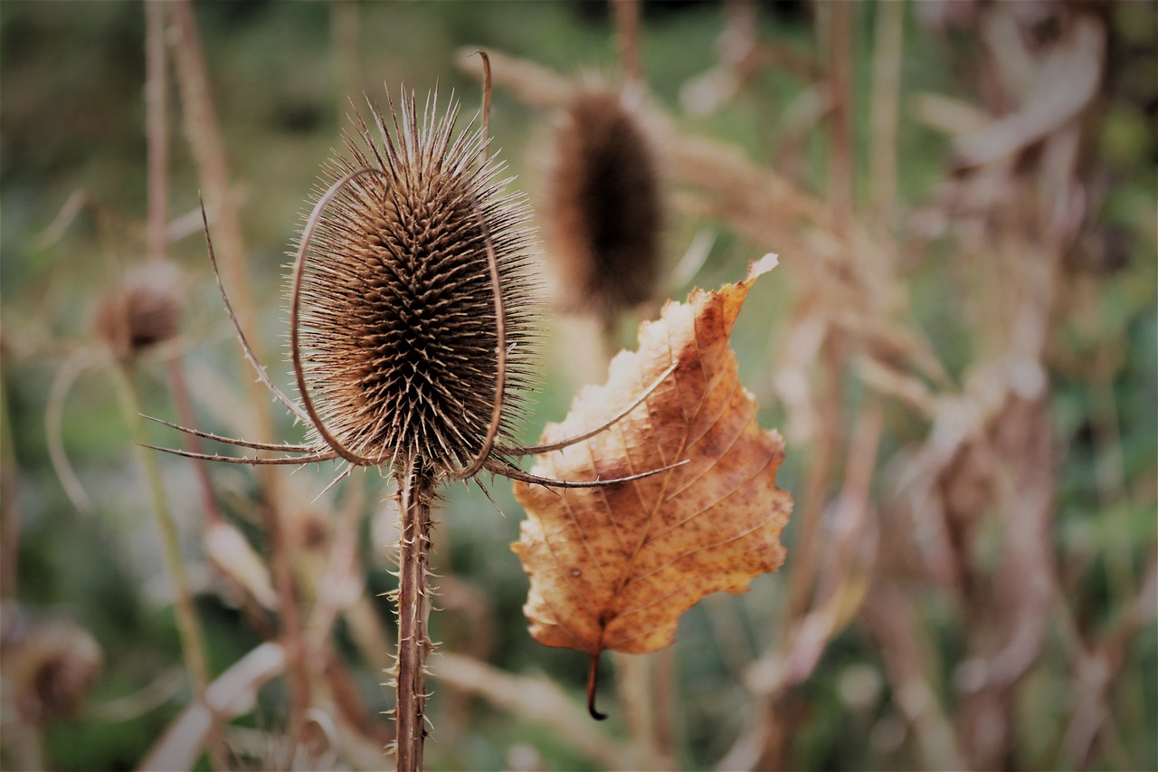 autumn  leaf  nature free photo