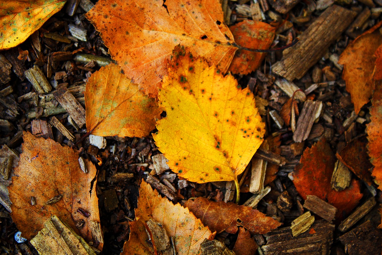 autumn  leaf  nature free photo