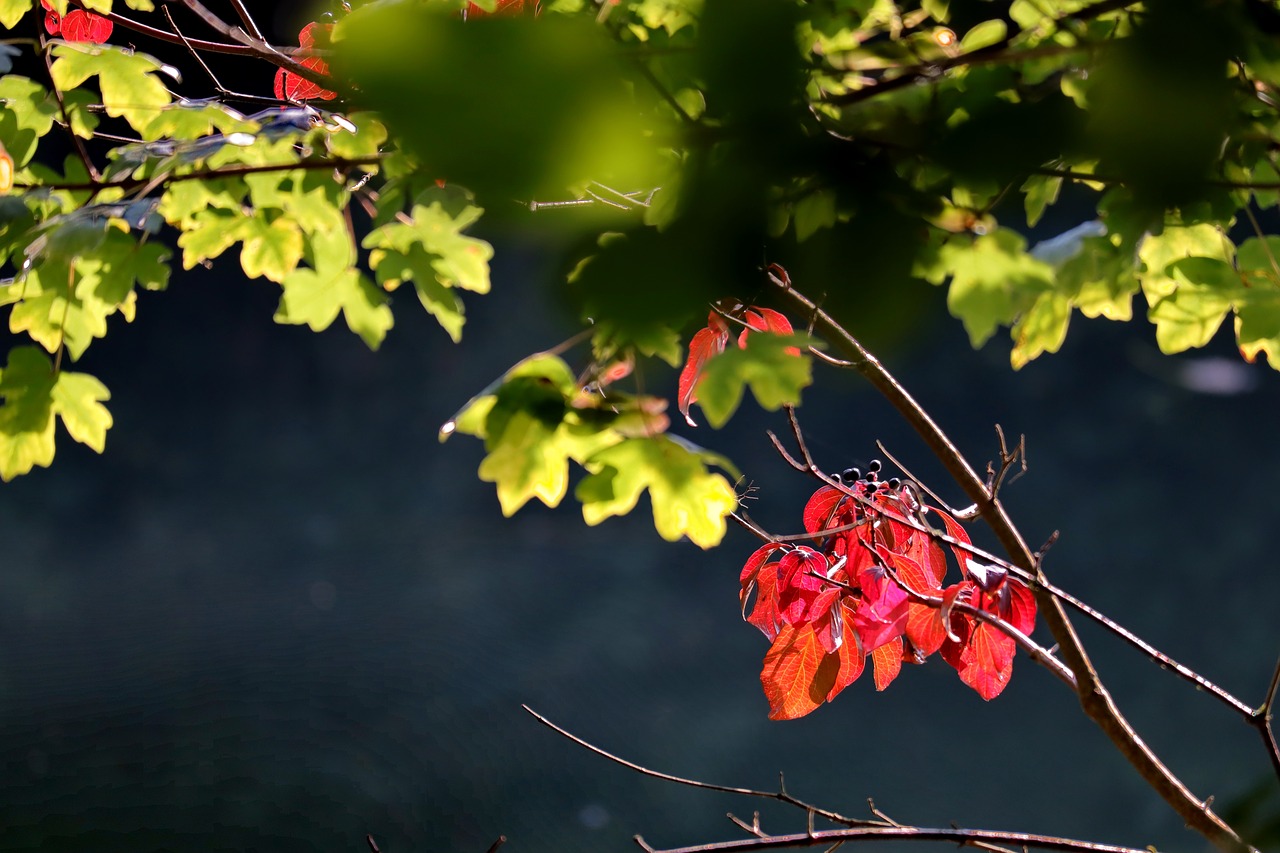 autumn  branches  leaves free photo