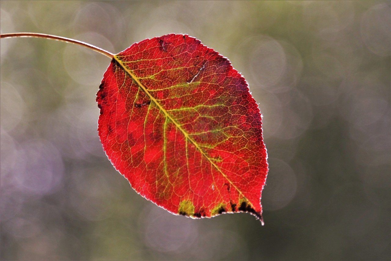 autumn  leaf  mood free photo