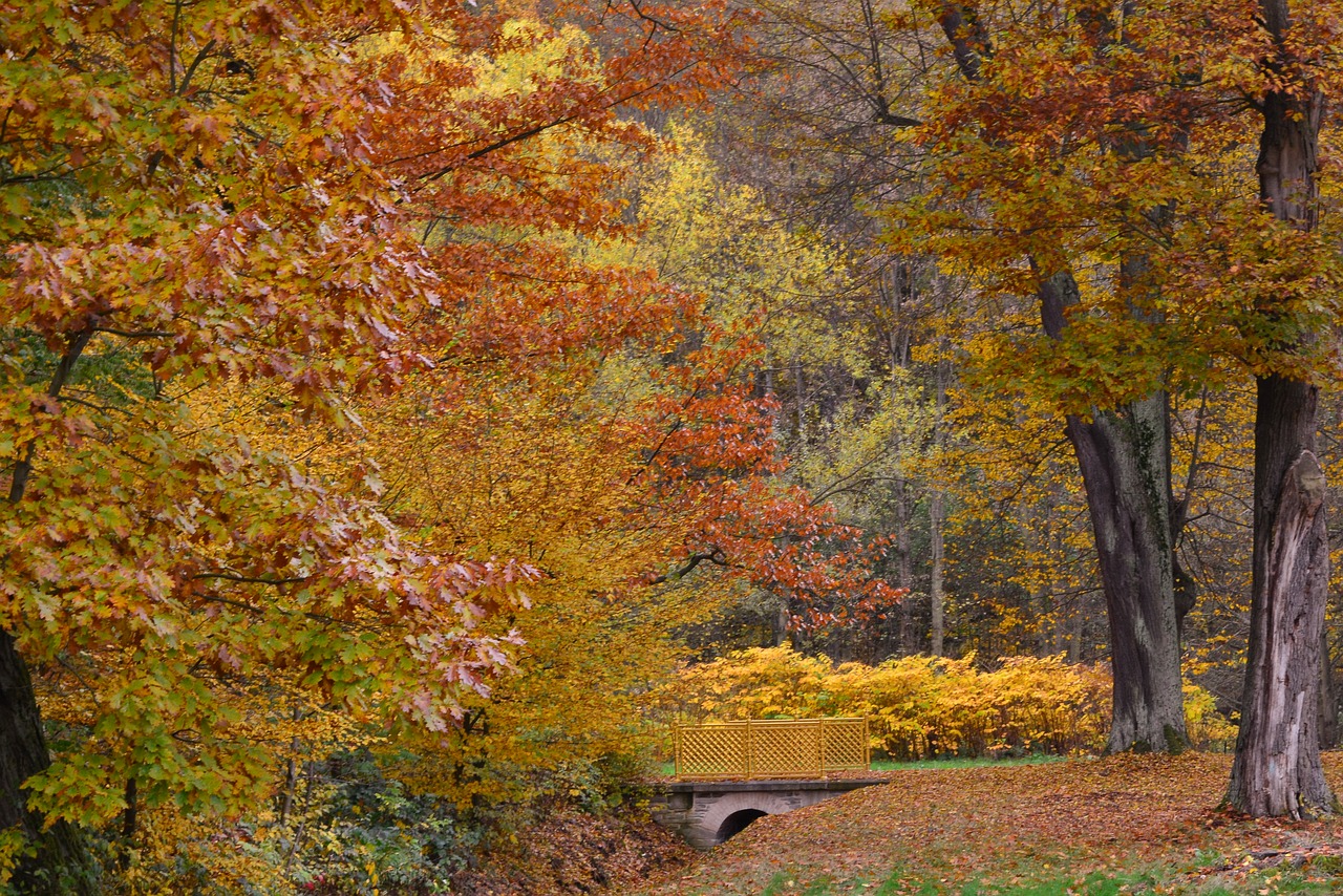 autumn  greizer park  fall leaves free photo